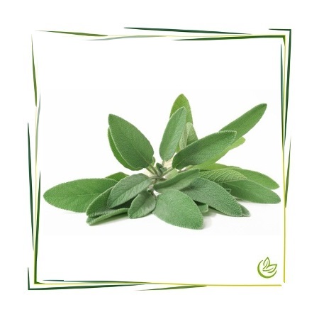 Hydrolat Salbei BIO